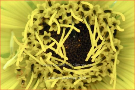 Silphium laciniatum | Kompasplant, Zonnekroon | Geschlitztbl&auml;ttrige Kompa&szlig;pflanze