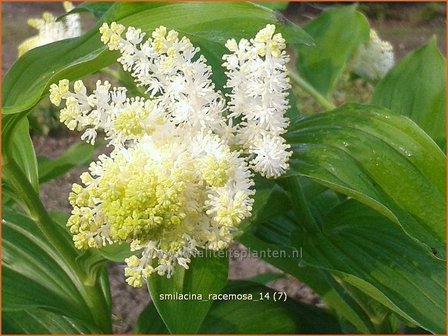 Smilacina racemosa | Valse salomonszegel, Troslelietje | Traubiges Duftsiegel