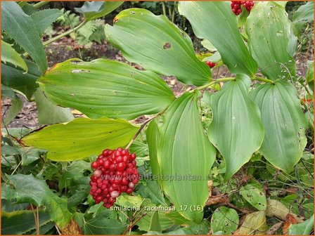 Smilacina racemosa | Valse salomonszegel, Troslelietje | Traubiges Duftsiegel