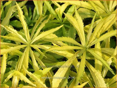 Solidago &#039;Hiddigeigei&#039; | Guldenroede | Goldrute