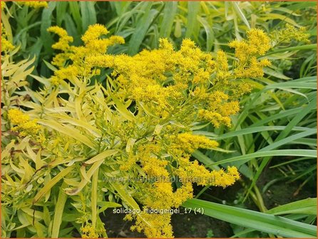 Solidago &#039;Hiddigeigei&#039; | Guldenroede | Goldrute