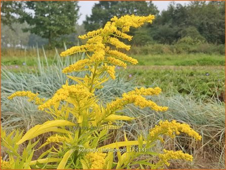 Solidago &#039;Hiddigeigei&#039; | Guldenroede | Goldrute