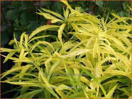 Solidago &#039;Hiddigeigei&#039; | Guldenroede | Goldrute