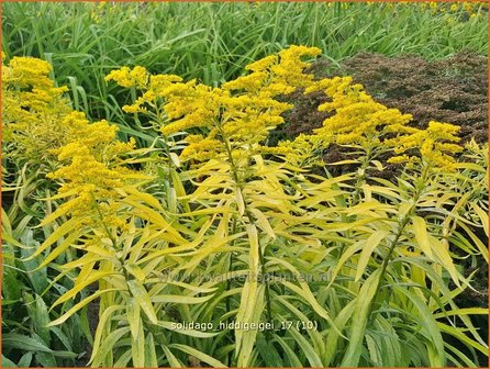 Solidago &#039;Hiddigeigei&#039; | Guldenroede | Goldrute