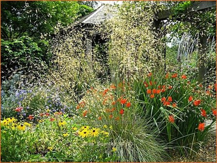 Stipa gigantea | Straalhaver, Vedergras | Riesen-Federgras