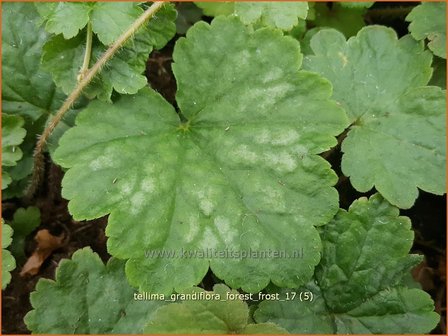 Tellima grandiflora &#039;Forest Frost&#039; | Franjekelk | Falsche Alraunwurzel