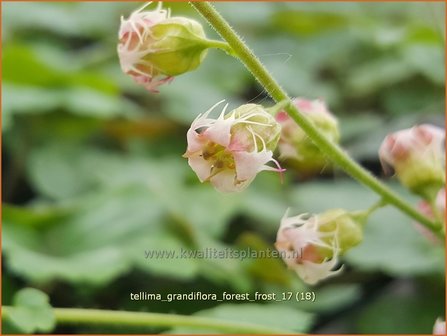 Tellima grandiflora &#039;Forest Frost&#039; | Franjekelk | Falsche Alraunwurzel