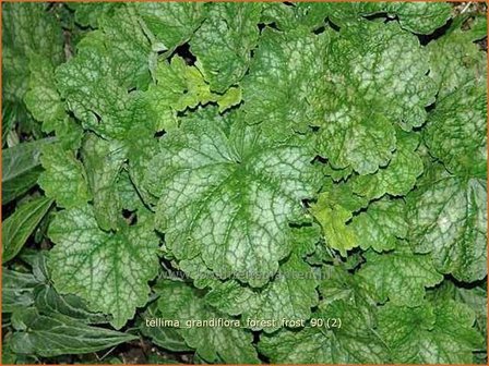 Tellima grandiflora &#039;Forest Frost&#039; | Franjekelk | Falsche Alraunwurzel