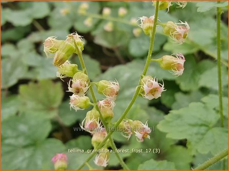 Tellima grandiflora &#039;Forest Frost&#039; | Franjekelk | Falsche Alraunwurzel