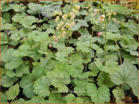 Tellima grandiflora &#039;Forest Frost&#039; | Franjekelk | Falsche Alraunwurzel