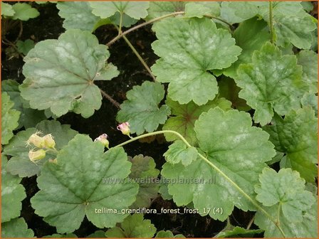 Tellima grandiflora &#039;Forest Frost&#039; | Franjekelk | Falsche Alraunwurzel