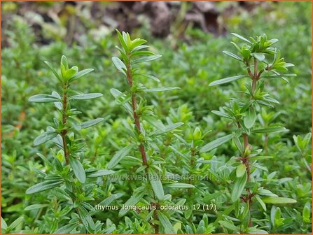 Thymus longicaulis &#039;Odoratus&#039; | Kruiptijm, Tijm | Kaskaden-Thymian