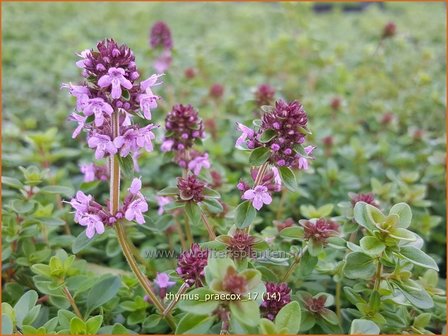 Thymus praecox | Kruiptijm, Tijm | Fr&uuml;hbl&uuml;hender Thymian