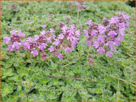 Thymus praecox &#039;Mountain Select&#039; | Kruiptijm, Tijm | Fr&uuml;hbl&uuml;hender Thymian