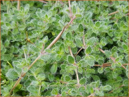 Thymus praecox &#039;Mountain Select&#039; | Kruiptijm, Tijm | Fr&uuml;hbl&uuml;hender Thymian