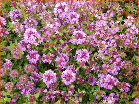 Thymus serpyllum &#039;Magic Carpet&#039; | Wilde tijm, Kleine tijm, Tijm | Sand-Thymian