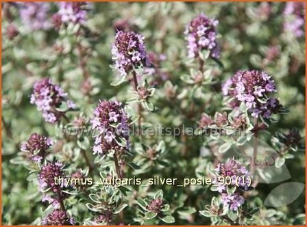 Thymus vulgaris &#039;Silver Posie&#039; | Kruiptijm, Tijm | Echter Thymian