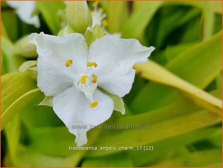 Tradescantia &#039;Angelic Charm&#039; | Eendagsbloem, Vaderplant, Matrozensla | Dreimasterblume