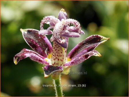 Tricyrtis &#039;Dr. Hiraos Strain&#039; | Armeluisorchidee, Paddenlelie | Kr&ouml;tenlilie