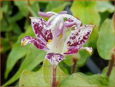 Tricyrtis &#039;Dr. Hiraos Strain&#039; | Armeluisorchidee, Paddenlelie | Kr&ouml;tenlilie