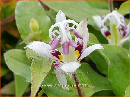 Tricyrtis &#039;Dr. Hiraos Strain&#039; | Armeluisorchidee, Paddenlelie | Kr&ouml;tenlilie