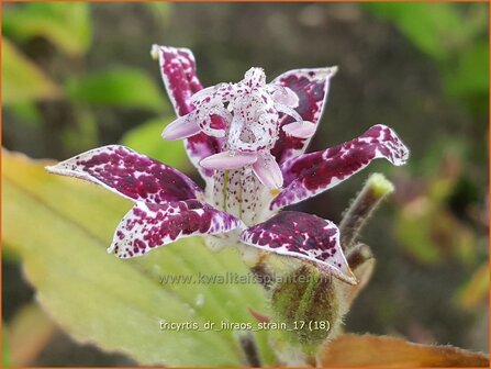 Tricyrtis &#039;Dr. Hiraos Strain&#039; | Armeluisorchidee, Paddenlelie | Kr&ouml;tenlilie