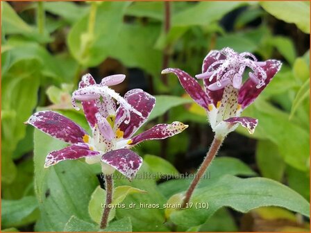 Tricyrtis &#039;Dr. Hiraos Strain&#039; | Armeluisorchidee, Paddenlelie | Kr&ouml;tenlilie