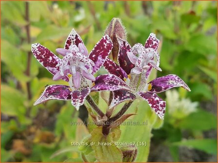 Tricyrtis &#039;Dr. Hiraos Strain&#039; | Armeluisorchidee, Paddenlelie | Kr&ouml;tenlilie