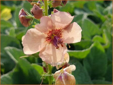 Verbascum &#039;Jackie&#039; | Toorts | K&ouml;nigskerze