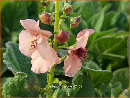 Verbascum &#039;Jackie&#039; | Toorts | K&ouml;nigskerze