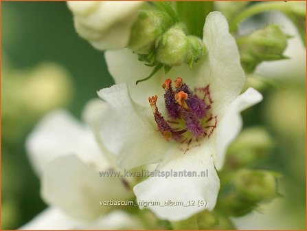 Verbascum nigrum &#039;Album&#039; | Zwarte toorts, Toorts | Dunkle K&ouml;nigskerze