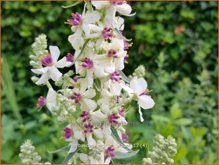 Verbascum nigrum &#039;Album&#039; | Zwarte toorts, Toorts | Dunkle K&ouml;nigskerze