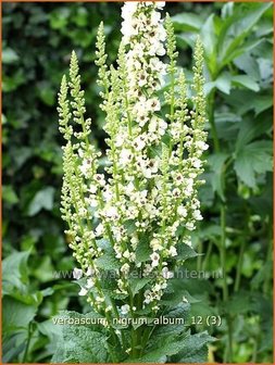 Verbascum nigrum &#039;Album&#039; | Zwarte toorts, Toorts | Dunkle K&ouml;nigskerze