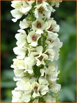 Verbascum nigrum &#039;Album&#039; | Zwarte toorts, Toorts | Dunkle K&ouml;nigskerze