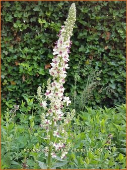 Verbascum nigrum &#039;Album&#039; | Zwarte toorts, Toorts | Dunkle K&ouml;nigskerze