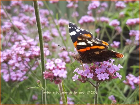 Verbena bonariensis &#039;Lollipop&#039; | IJzerhard | Hohes Eisenkraut