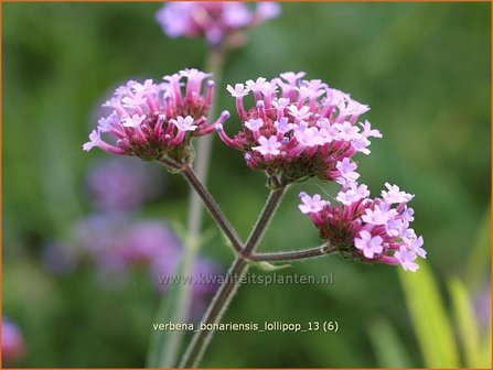 Verbena bonariensis &#039;Lollipop&#039; | IJzerhard | Hohes Eisenkraut