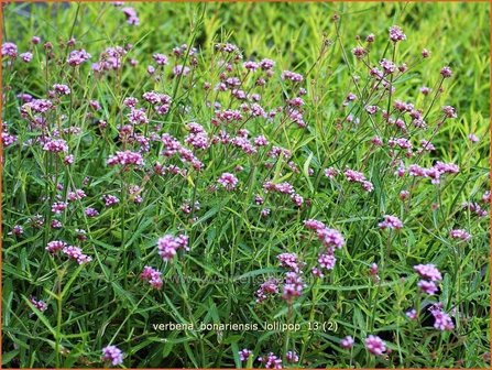 Verbena bonariensis &#039;Lollipop&#039; | IJzerhard | Hohes Eisenkraut