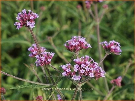 Verbena bonariensis &#039;Lollipop&#039; | IJzerhard | Hohes Eisenkraut