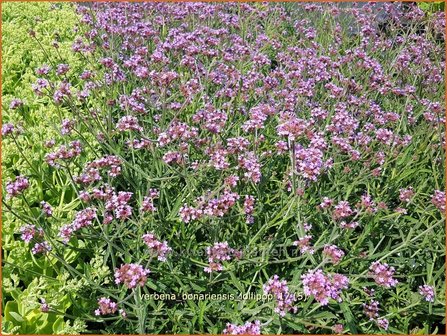 Verbena bonariensis &#039;Lollipop&#039; | IJzerhard | Hohes Eisenkraut