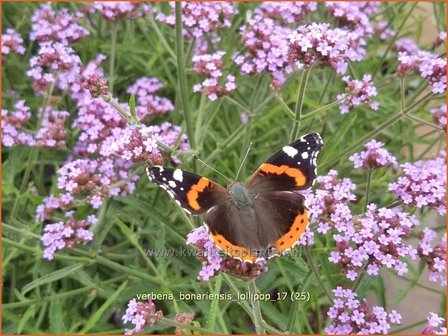 Verbena bonariensis &#039;Lollipop&#039; | IJzerhard | Hohes Eisenkraut