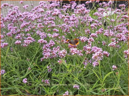 Verbena bonariensis &#039;Lollipop&#039; | IJzerhard | Hohes Eisenkraut