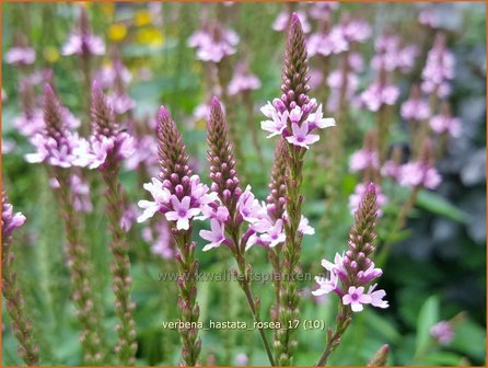 Verbena hastata &#039;Rosea&#039; | IJzerhard | Spie&szlig;f&ouml;rmiges Eisenkraut