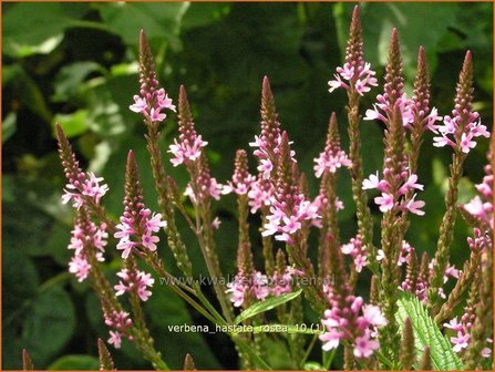 Verbena hastata &#039;Rosea&#039; | IJzerhard | Spie&szlig;f&ouml;rmiges Eisenkraut