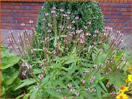 Verbena hastata &#039;Rosea&#039; | IJzerhard | Spie&szlig;f&ouml;rmiges Eisenkraut