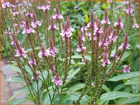 Verbena hastata &#039;Rosea&#039; | IJzerhard | Spie&szlig;f&ouml;rmiges Eisenkraut