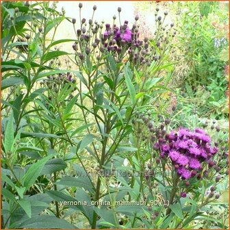 Vernonia crinita &#039;Mammuth&#039; | IJzerkruid | Arkansas-Scheinaster