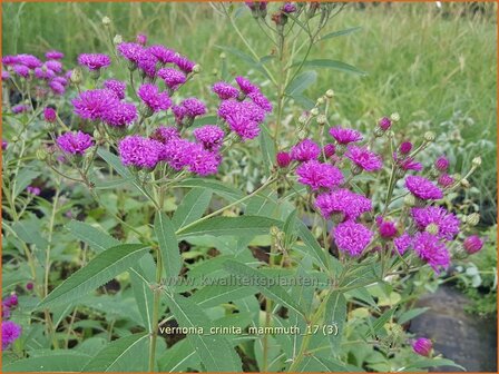 Vernonia crinita &#039;Mammuth&#039; | IJzerkruid | Arkansas-Scheinaster