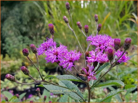 Vernonia missurica | IJzerkruid | Scheinaster