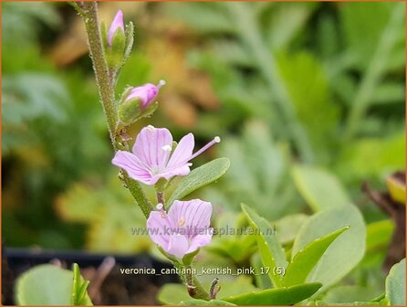 Veronica cantiana &#039;Kentish Pink&#039; | Ereprijs | Ehrenpreis